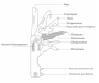 Мультитул мини Xiaomi NexTool Multifunction Knife, Черный NE20096